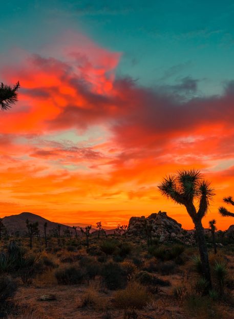 landscape-tree-horizon